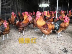 博士山水农业生态养殖部2022年3月肉鸡养殖销售订单回收220329